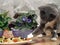 Gray cat steals food from the plate