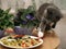 Gray cat steals food from the plate, hiding