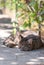 A gray cat on the street lies on asphalt under a bush and sleeps.