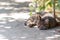 A gray cat on the street lies on asphalt under a bush and sleeps.