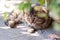 A gray cat on the street lies on asphalt under a bush and watches passers-by.