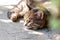 A gray cat on the street lies on asphalt under a bush and watches passers-by.