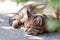 A gray cat on the street lies on asphalt under a bush and watches passers-by.