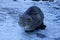 Gray cat on the street sits on the road in the snow