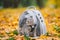 Gray cat in a transparent backpack carrying in autumn park in yellow leaves. Traveling with pets concept. Animal care