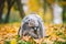 Gray cat in a transparent backpack carrying in autumn park in yellow leaves. Traveling with pets concept. Animal care