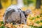 Gray cat in a transparent backpack carrying in autumn park in yellow leaves. Traveling with pets concept. Animal care