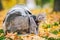 Gray cat in a transparent backpack carrying in autumn park in yellow leaves. Traveling with pets concept. Animal care