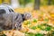 Gray cat in a transparent backpack carrying in autumn park in yellow leaves. Traveling with pets concept. Animal care