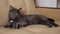 Gray cat twirls its tail and stretches lying on the couch