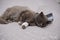 A gray cat in a veterinary collar with a bandaged leg Is lying on the bed