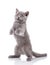 Gray cat walking on the hind legs