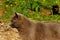 Gray cat walking outdoor. Stray cat, green grass background. Animals, mammals, pets concept.