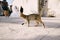 A gray cat walks on the asphalt past the bride and groom near a two-story building on a blurred background.