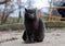 A gray cat walks down the street. Street  yard cat. Spotted street cat sits on a bench by the sea. Yard stray cat.