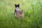 A gray cat walks among the grass and a second black cat sits at the back.