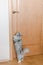 gray cat wants to open the door, pet