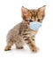 Gray cat wearing medical face mask