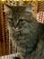 Gray cat on the windowsill in the home interior. Mustachioed pet.