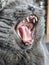 Gray cat on the windowsill in the home interior. Mustachioed pet. Idea for photo wallpapers.