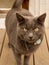 Gray Cat on Wooden Deck