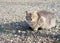 Gray cat in the yard on the rocks