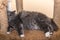 A gray cat with yellow eyes lies on a sofa with scratching posts