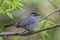 Gray Catbird