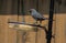 Gray Catbird with Bird Food in Mouth