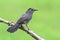 Gray Catbird Dumetella carolinensis