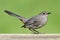Gray Catbird (Dumetella carolinensis)