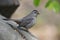 Gray Catbird (Dumetella carolinensis carolinensis)
