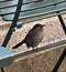 Gray Catbird Perched on Green Chair in Bryant Park, New York
