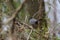 Gray catbird perched in a thicket during spring migration