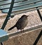 Gray Catbird Perched Underneath Green Chair in Bryant Park