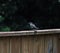 Gray Catbird Perched on Wooden Fence