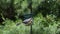 Gray catbird and red headed woodpecker on a suet feeder