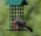 Gray Catbird Standing on Metal Caged Bird Feeder