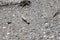 Gray caterpillar crawling on the asphalt close up