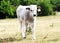 Gray cattle