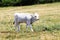 Gray cattle