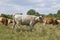 A gray cattle cow is grazing in the grass. keeping cattle in the open air. Blue sky with clouds.