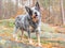 Gray cattle dog on a rock with roots. A burly and healthy working breed dog