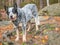 Gray cattle dog on a rock with roots. A burly and healthy working breed dog