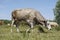 A gray cattle grazes in the grass. keeping cattle outdoors. Blue sky with clouds.