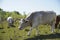 A gray cattle grazes in the grass. keeping cattle outdoors. Blue sky with clouds.