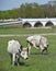 Gray cattles at Hortobagy