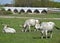 Gray cattles next to a stone bridge