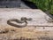 A gray Caucasian viper is basking in the sun.