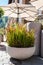 Gray cement-concrete flowerpots with decorative grass Imperata Cylindrica Red Baron on terrace of cafeteria with